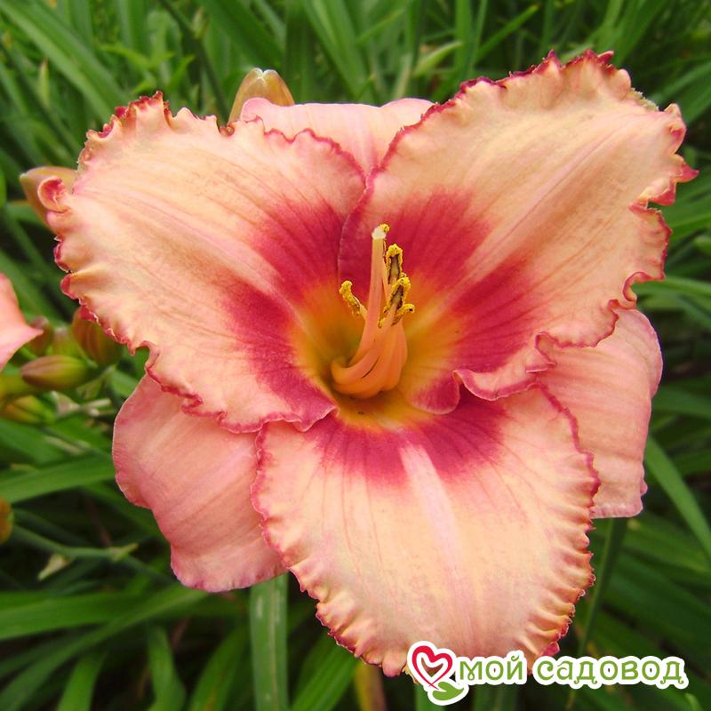 ЛИЛЕЙНИК СТРОБЕРРИ КЭНДИ