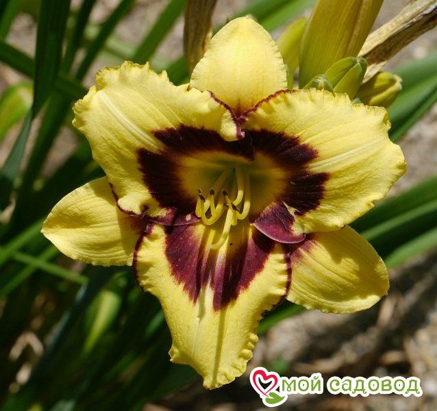 ЛИЛЕЙНИК ЭЛЬ ДЕСПЕРАДО