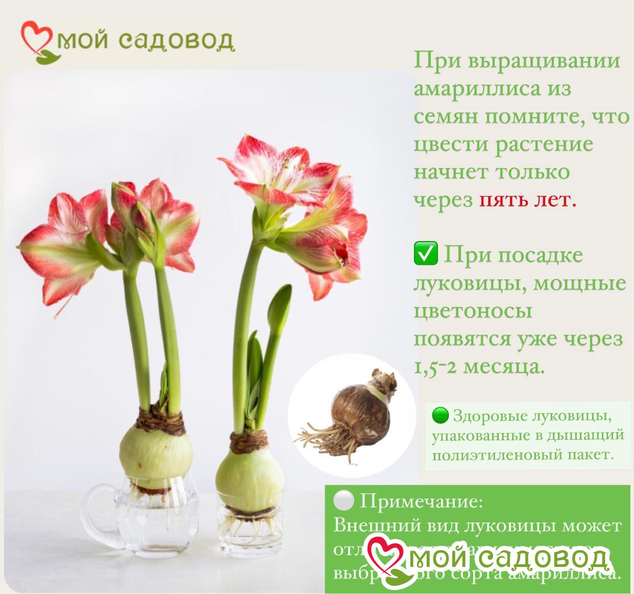 Амариллис Сплэш (Гиппеаструм)