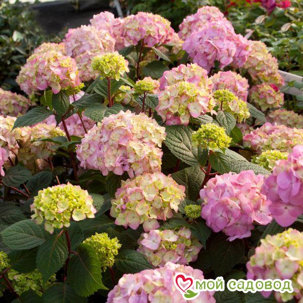 Гортензия крупнолистная Маунтин