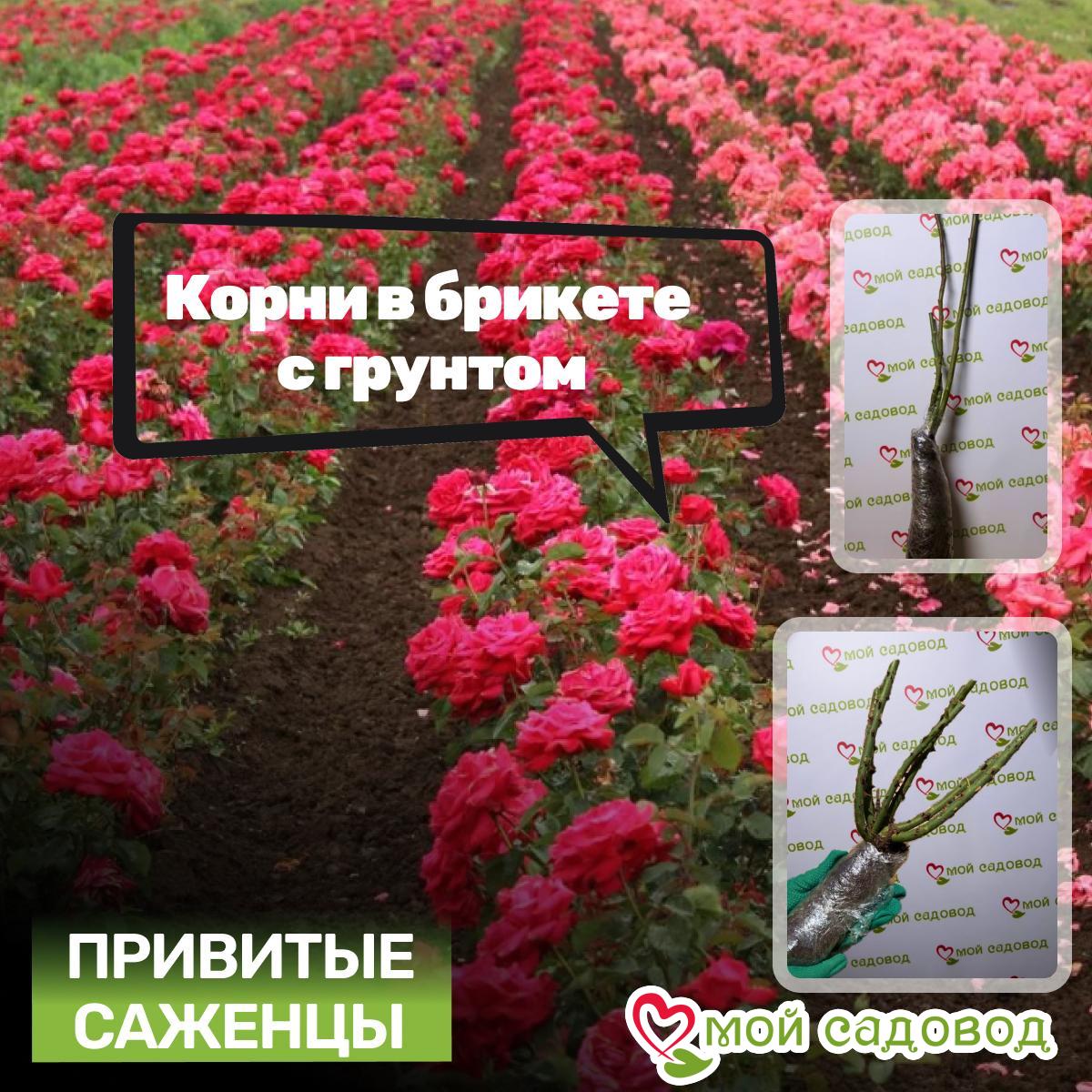 Роза плетистая Блю Перпл