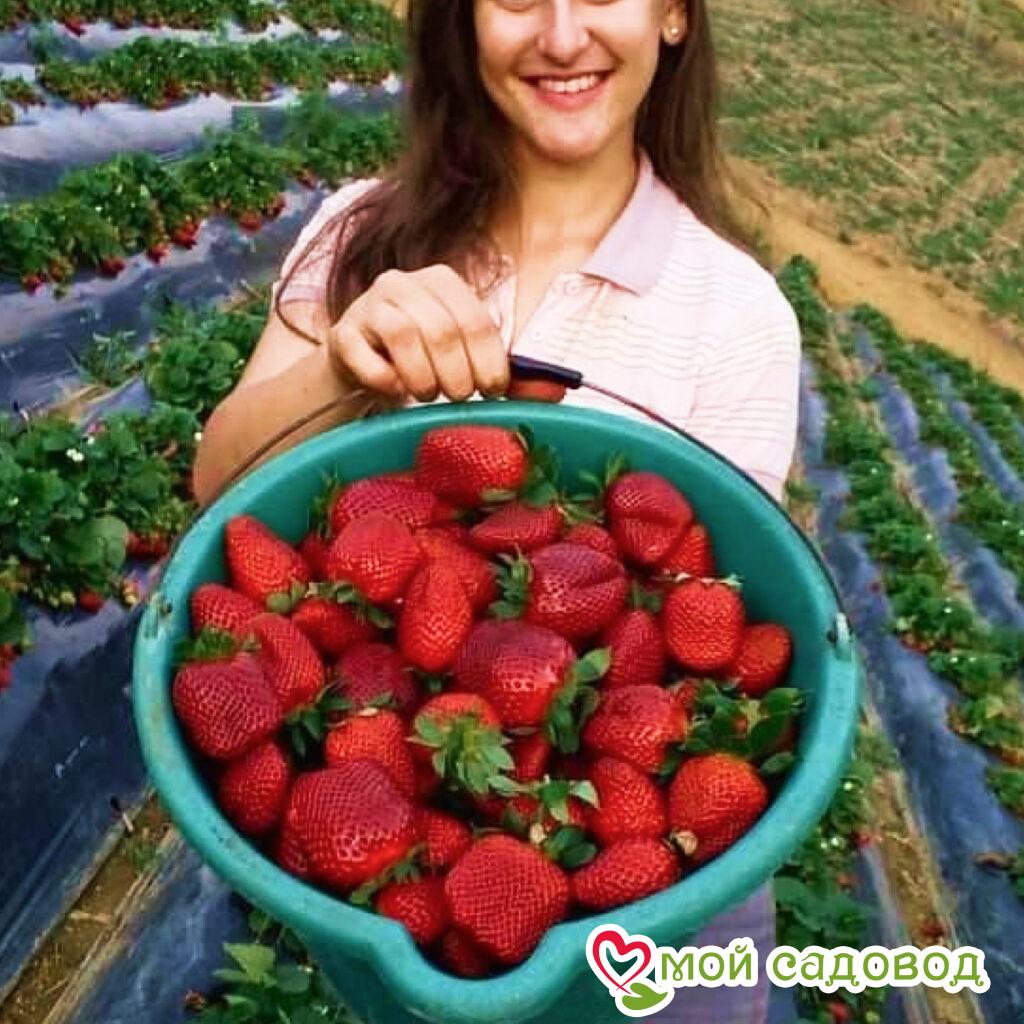 Клубника Баунти